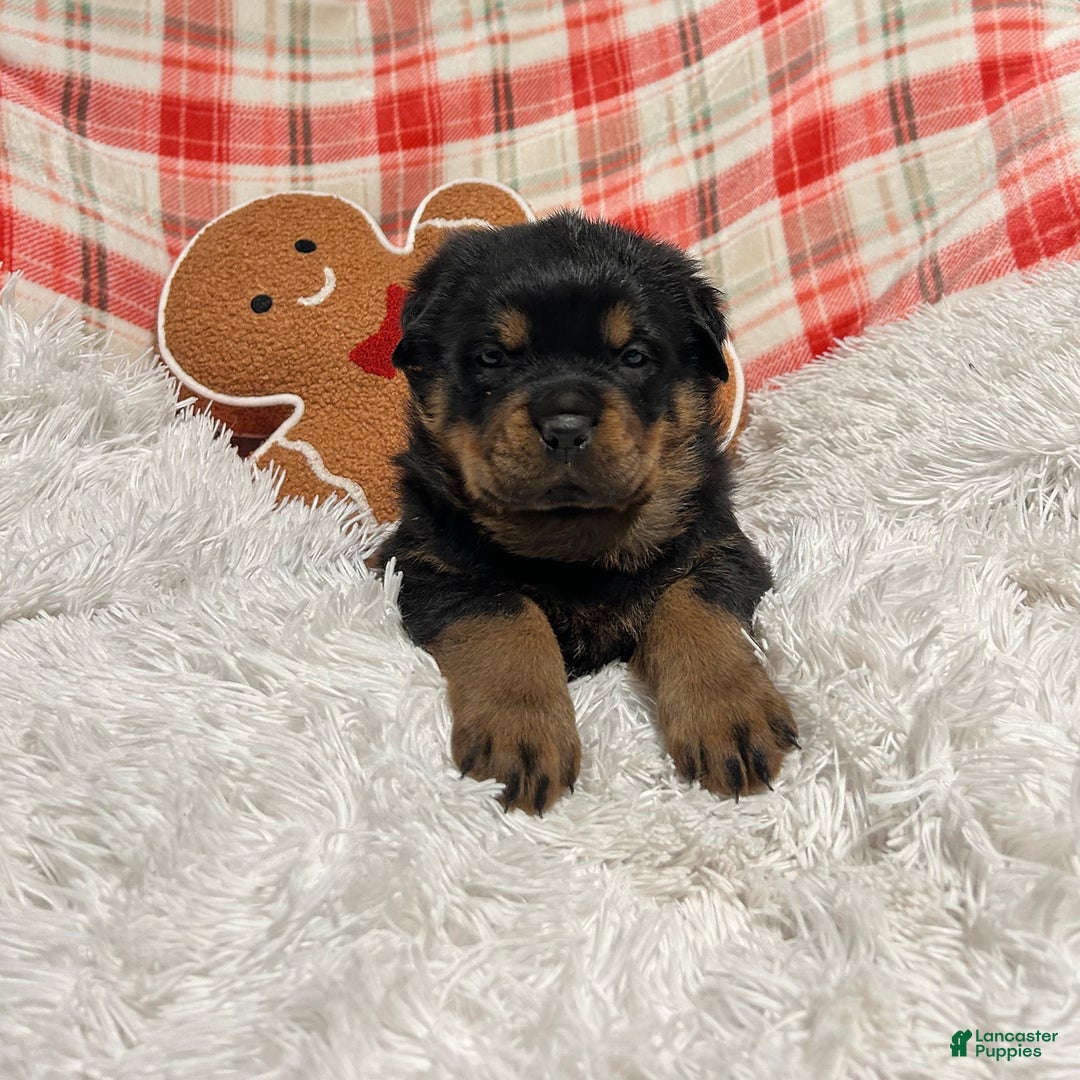 Rottweiler dogs for sale: Zuma - Ad 9