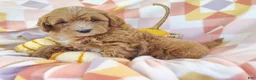 Mixed Breed dogs for sale: Sugar  - Ad 3