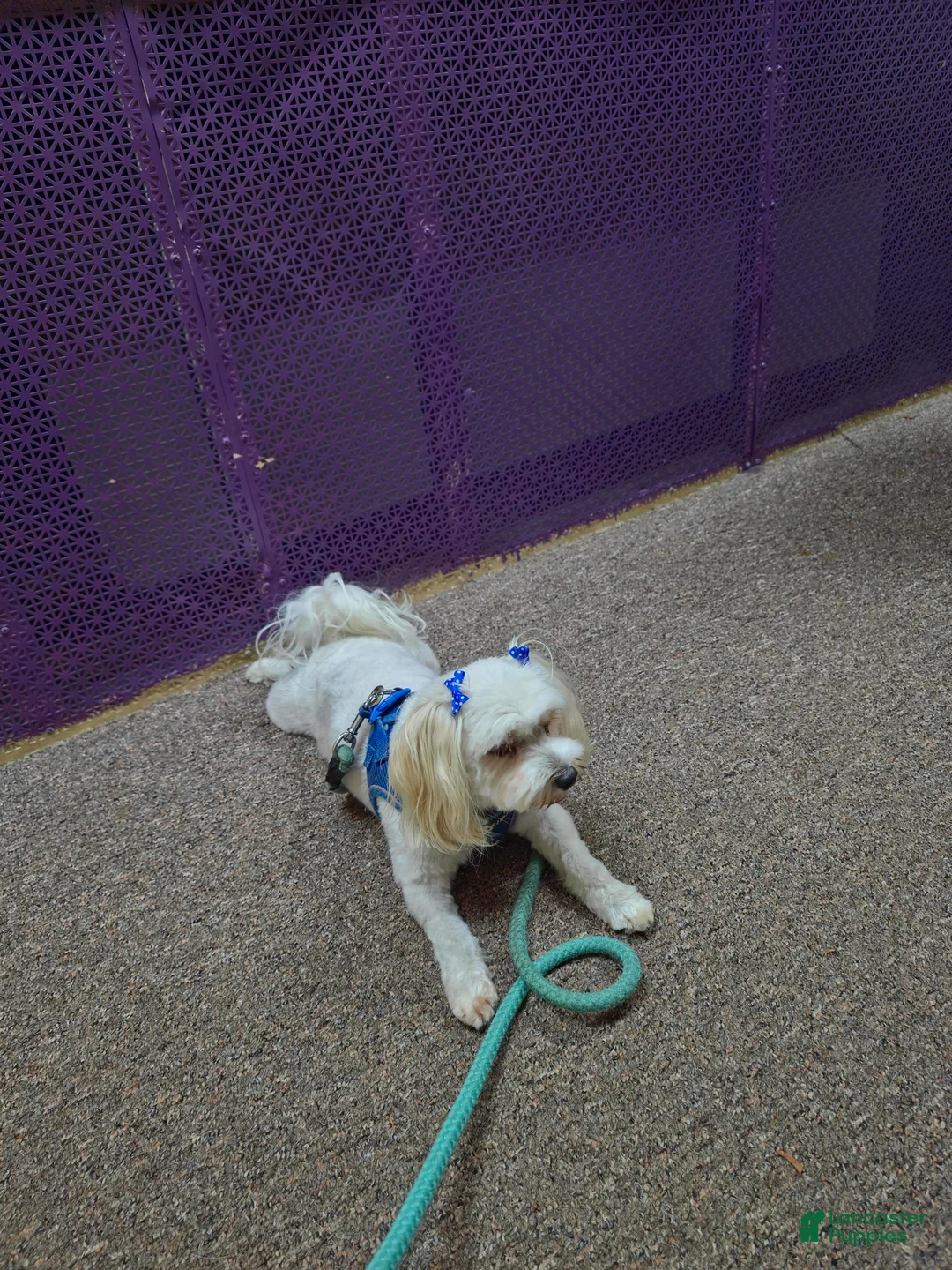 Morkie dogs for sale: Panda - Ad 12