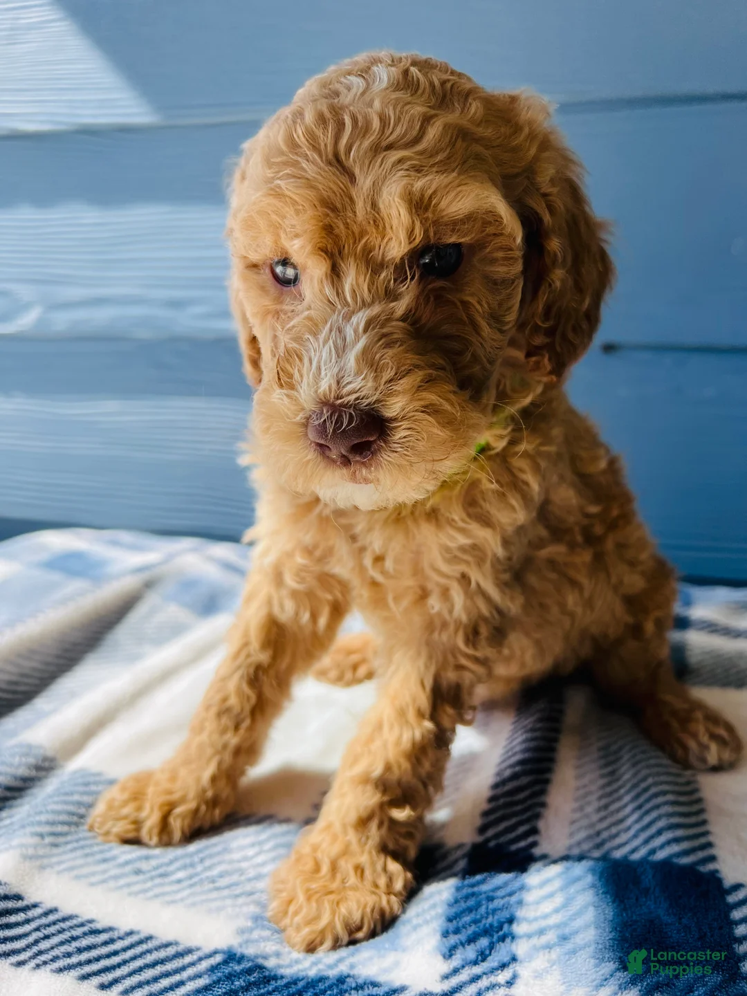 Goldendoodle dogs for sale: The Playful Princess - Ad 2