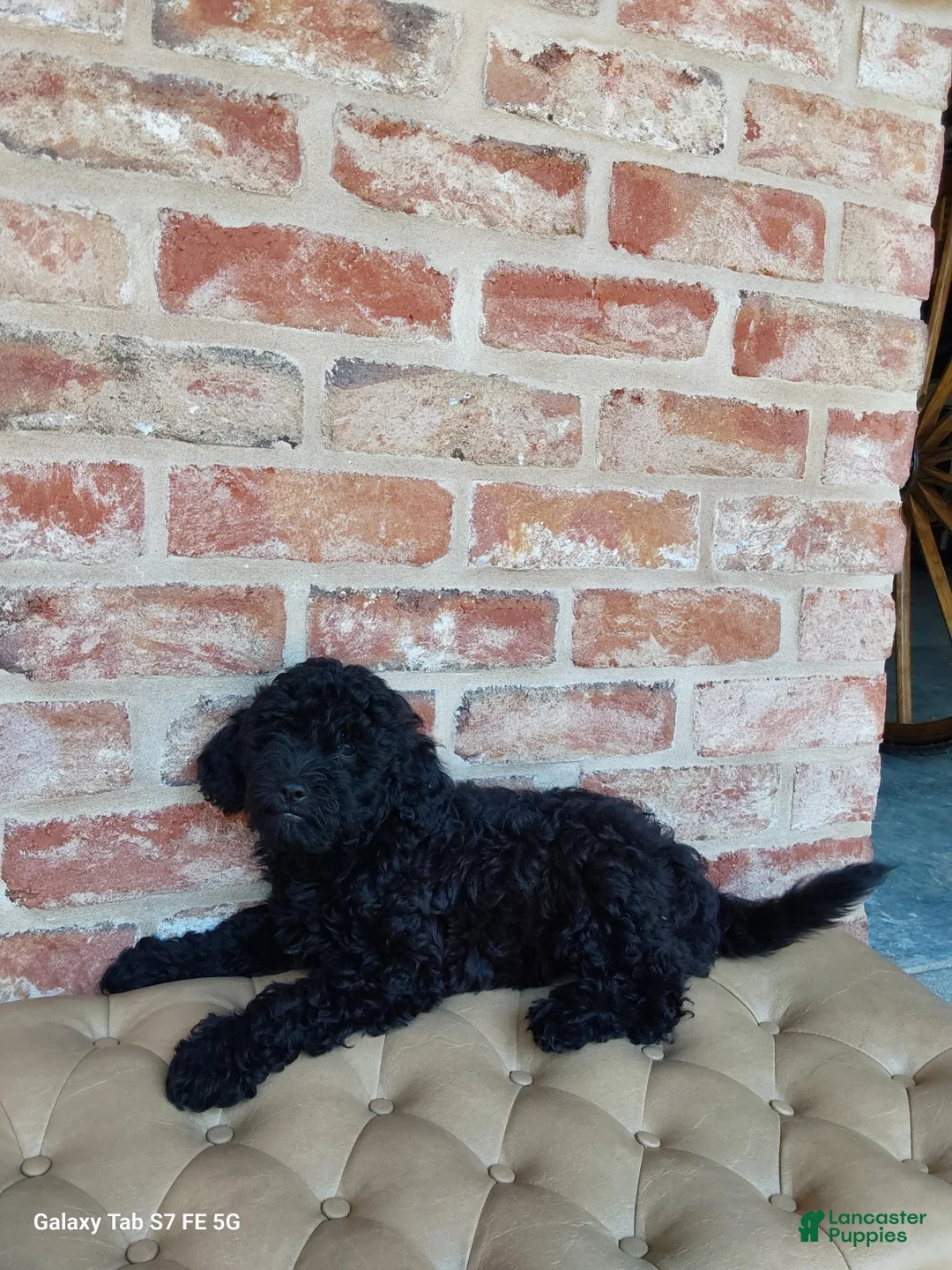 Mixed Breed dogs for sale: Mixed Breed 2 - Ad 2
