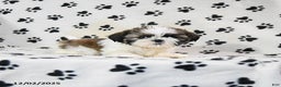 Shih Tzu dogs for sale: Pepper - Ad 5