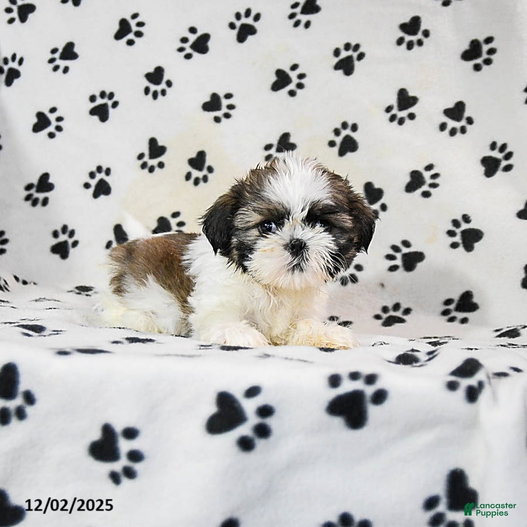 Shih Tzu dogs for sale: Pepper - Ad 5