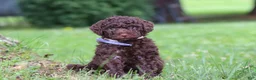 Miniature Poodle dogs for sale: Copper - Ad 3