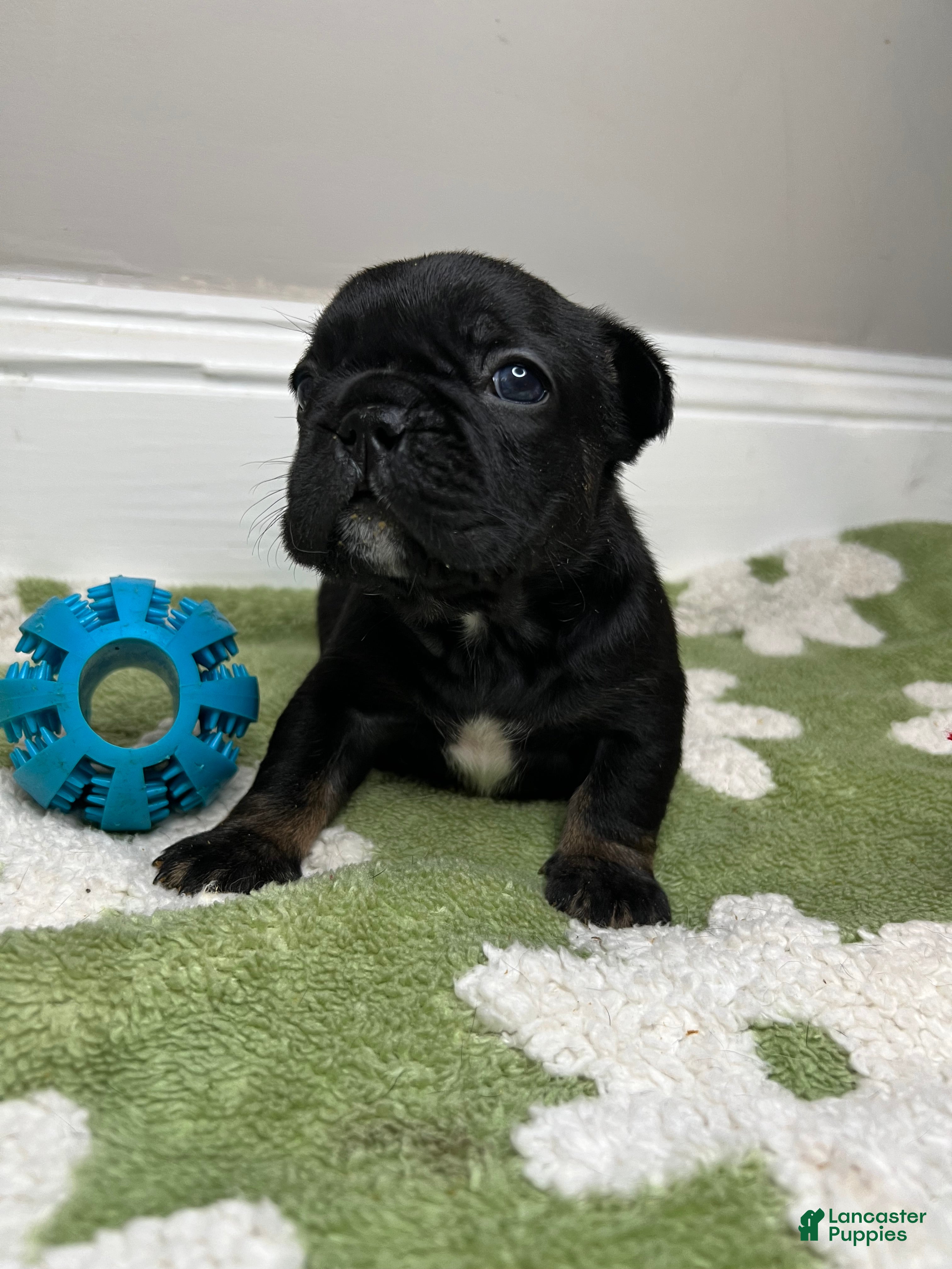 French Bulldog dogs Sesame - Ad 20