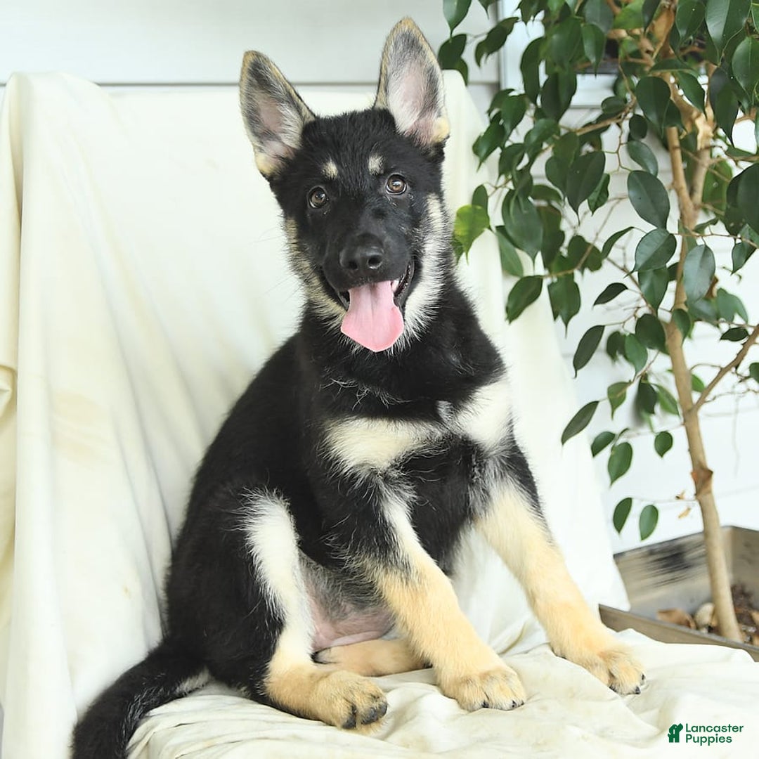 Gerberian Shepsky dogs for sale: Muffin - Ad 1