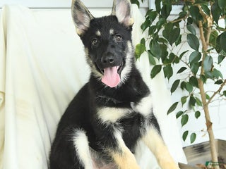 Gerberian Shepsky dogs Muffin - Ad 21