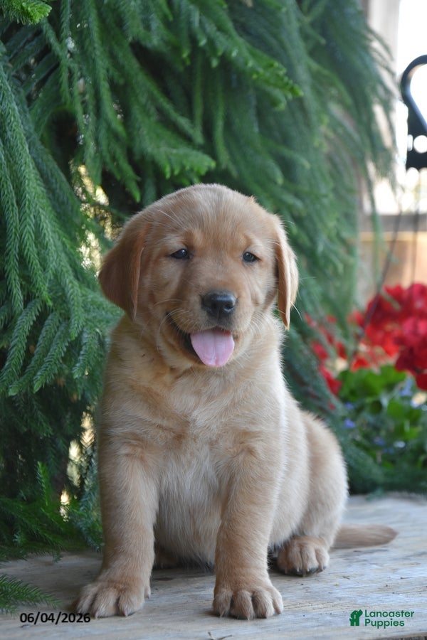 Goldador dogs for sale: Daisy - Ad 1