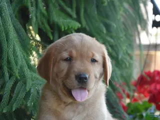 Goldador dogs for sale: Daisy - Ad 2