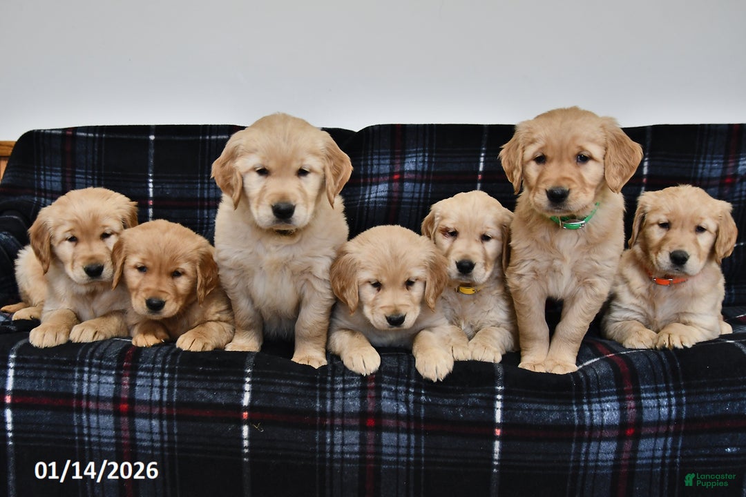 Golden Retriever dogs for sale: Tessie - Ad 3