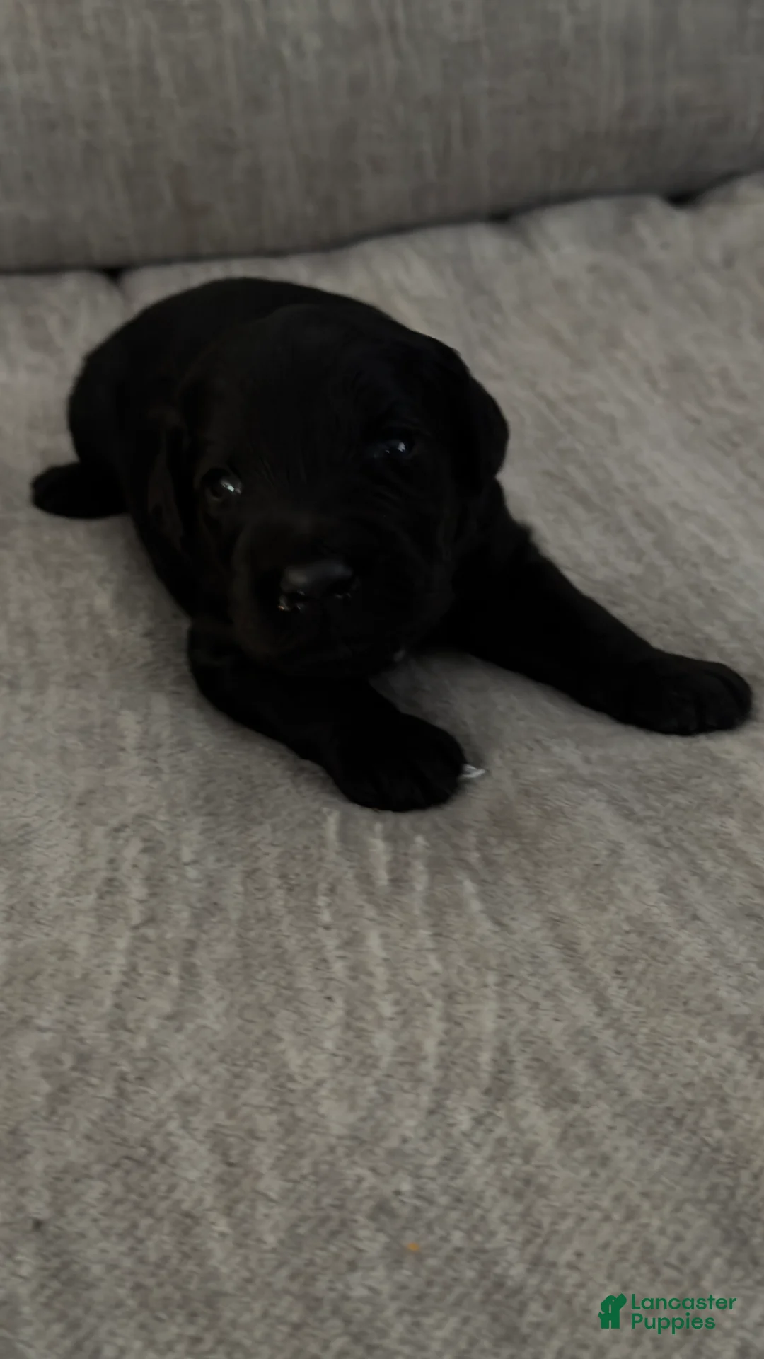 Bernedoodle dogs for sale: Bernedoodle Puppy 3 - Ad 1