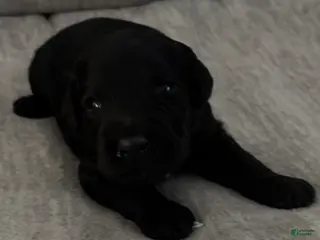 Bernedoodle dogs Bernedoodle Puppy 3 - Ad 3