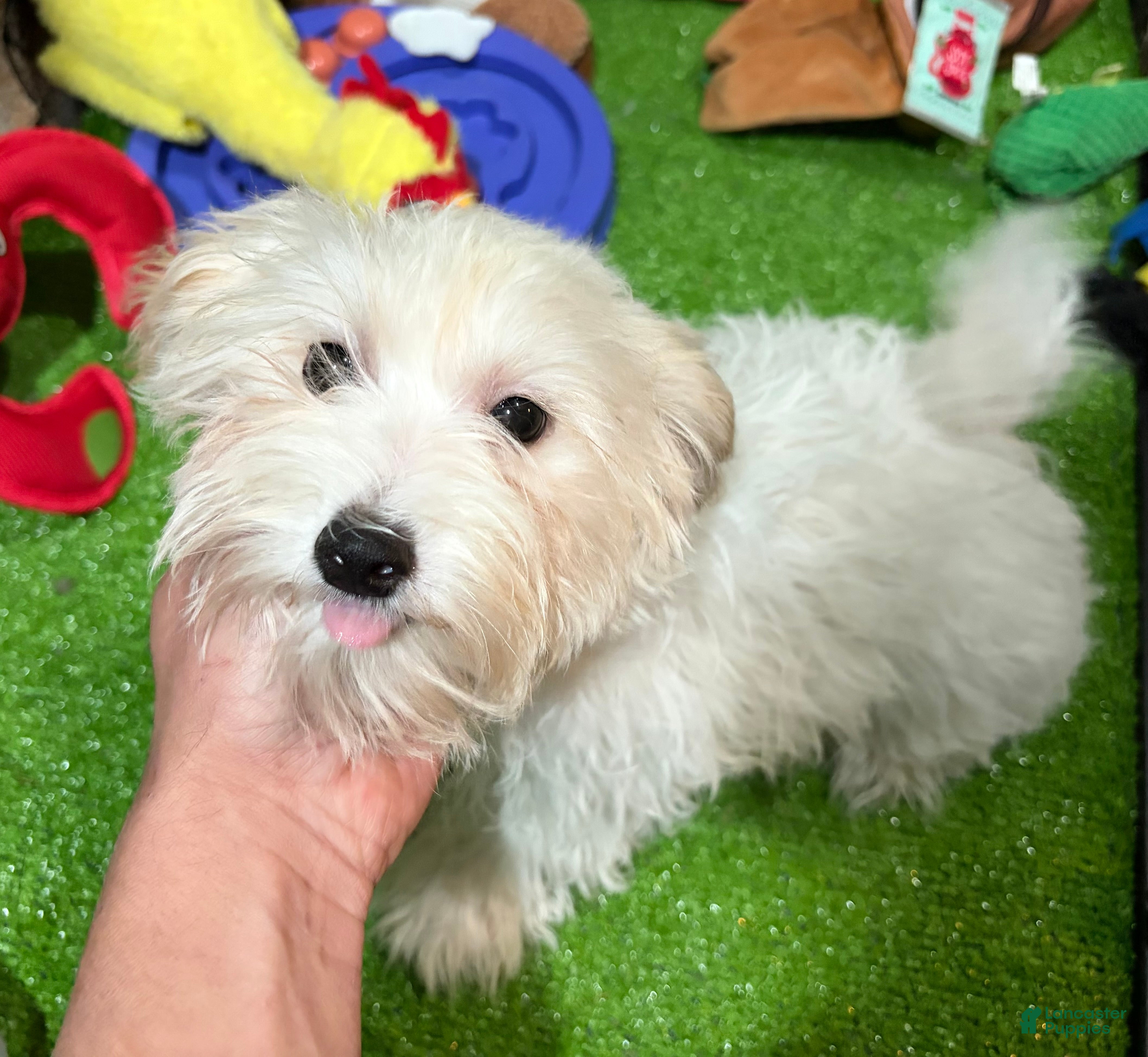 Maltipoo dogs Maltipoo  - Ad 8