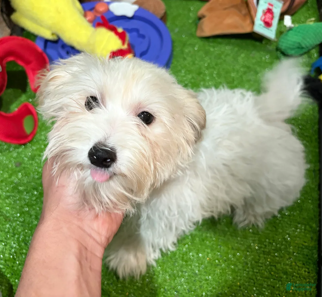 Maltipoo dogs for sale: Maltipoo  - Ad 1