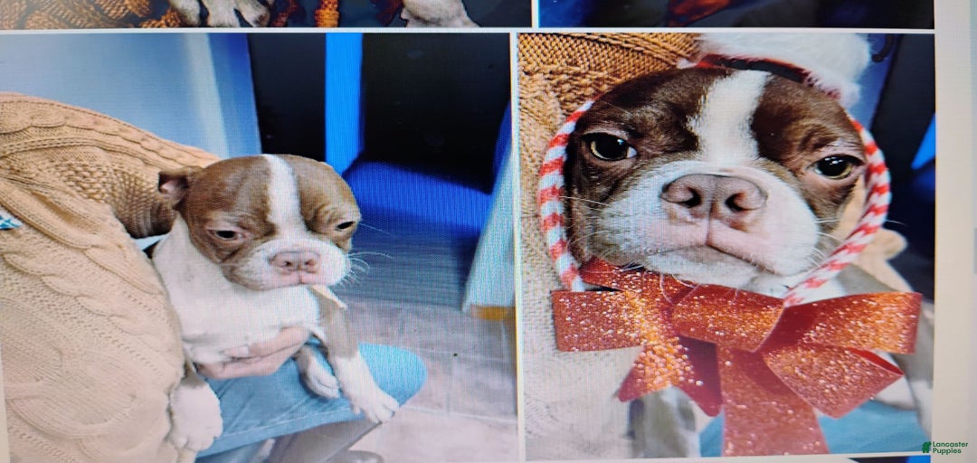 Gallery Image {{count}}