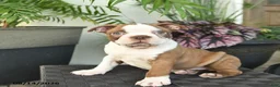 Boston Terrier dogs for sale: Rowan  - Ad 3