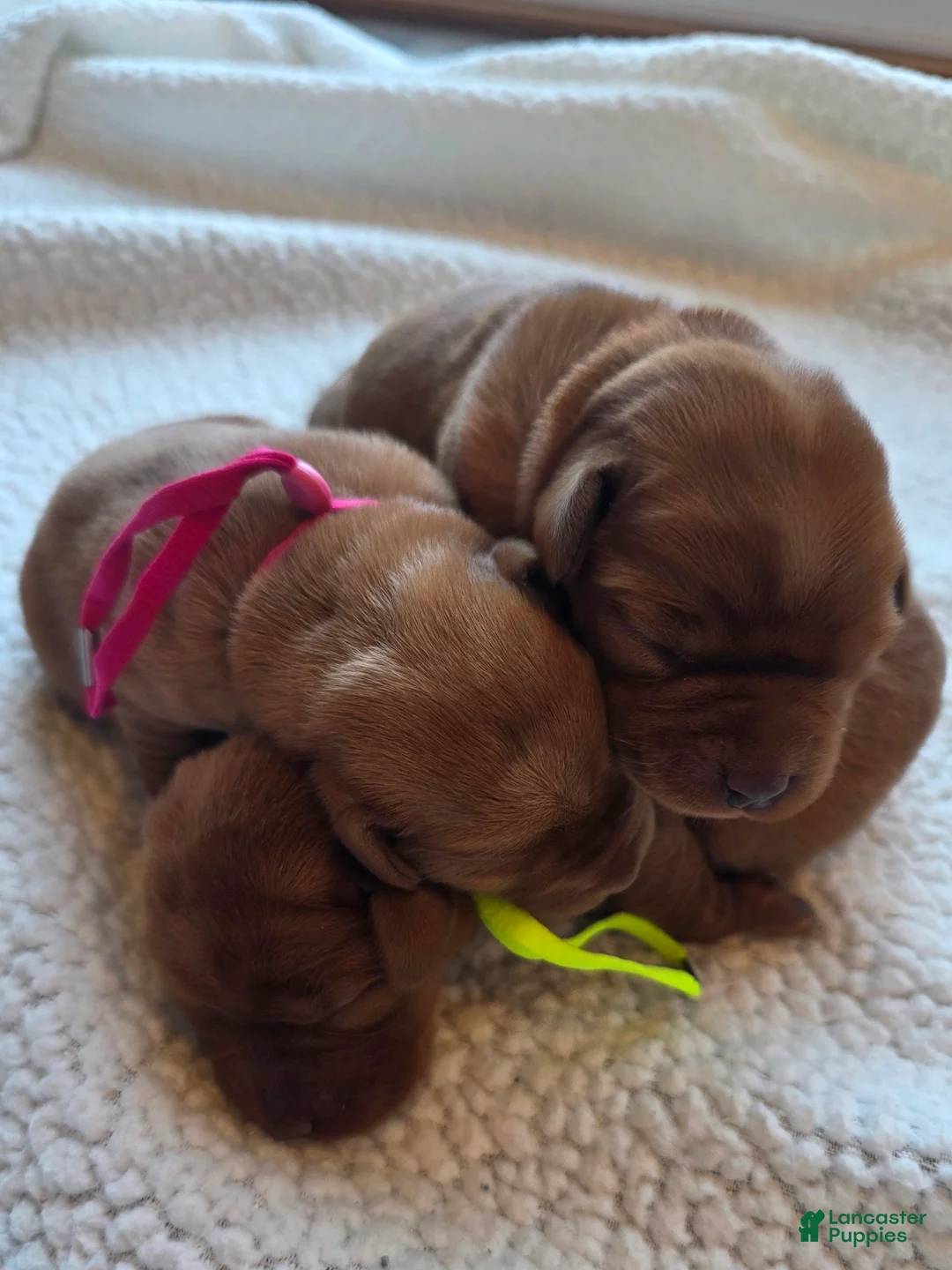 Labrador Retriever dogs for sale: Labrador Retriever Puppy 4 - Ad 1