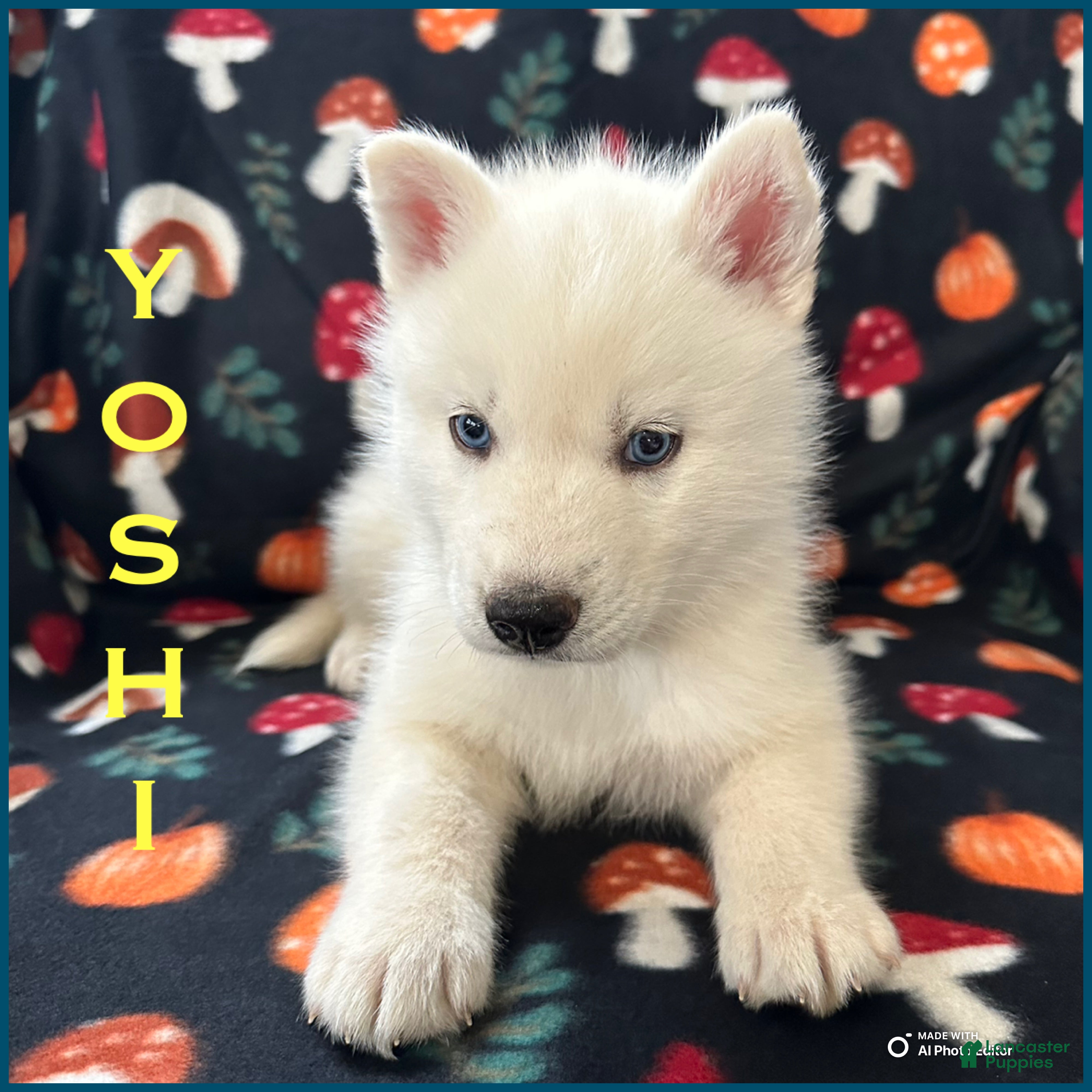 Siberian Husky dogs Yoshi - Ad 30