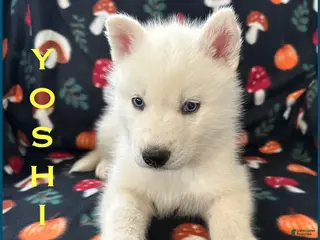 Siberian Husky dogs Yoshi - Ad 35