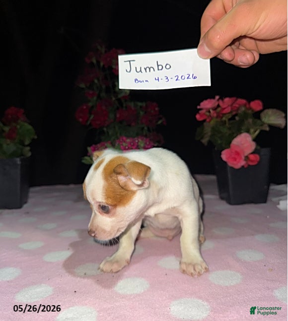 Chihuahua dogs Jumbo - Ad 2