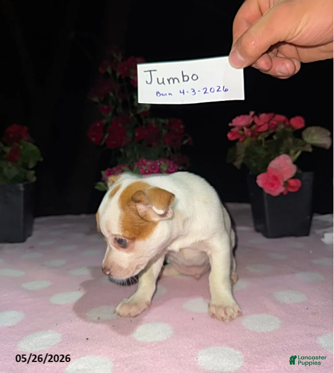 Chihuahua dogs for sale: Jumbo - Ad 2