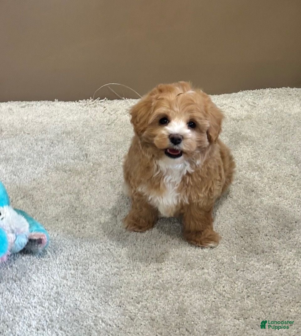 Maltipoo dogs Buttercup - Ad 2