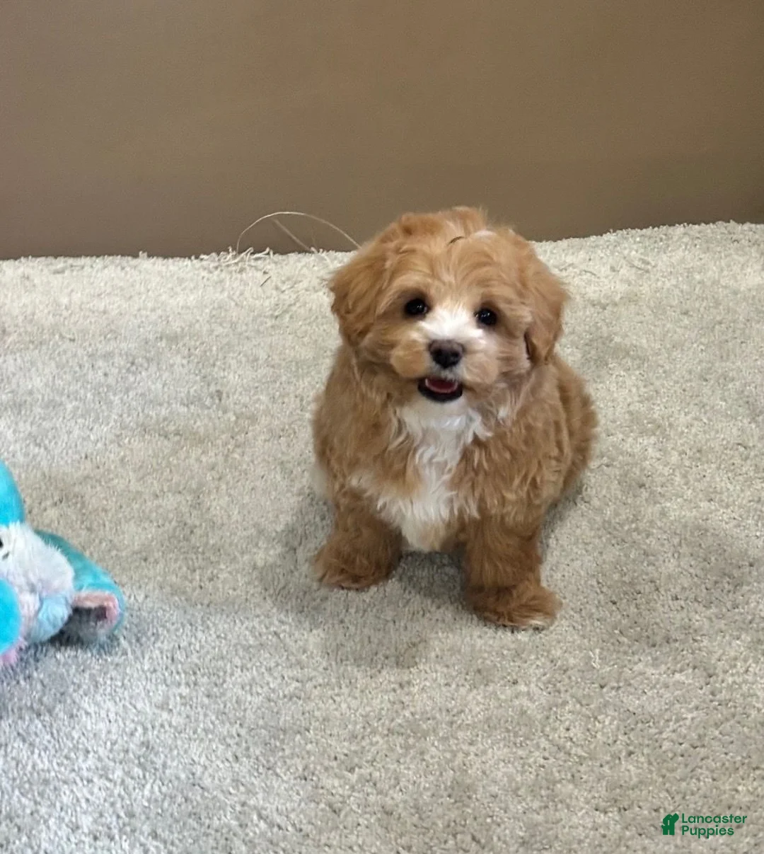 Maltipoo dogs for sale: Buttercup - Ad 2