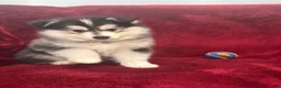 Pomsky dogs for sale: Gio - Ad 5