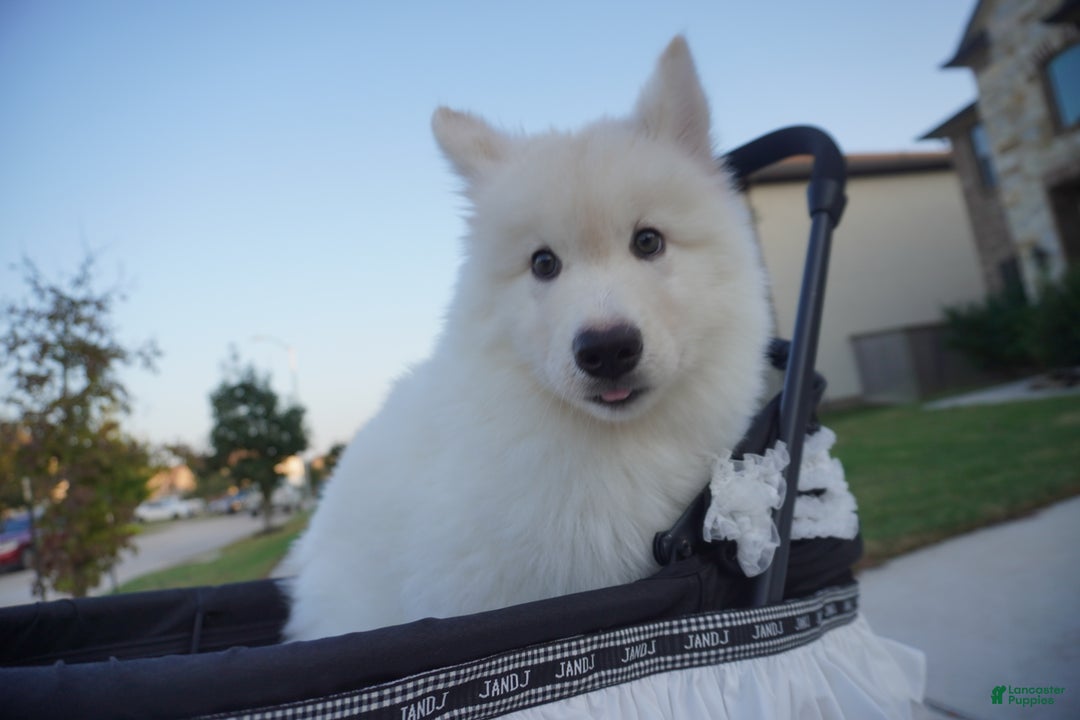 Alaskan Malamute dogs for sale: Xi Xi - Ad 11