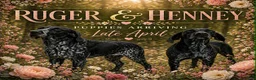 German Shorthaired Pointer dogs for sale: Blaze - Ad 2