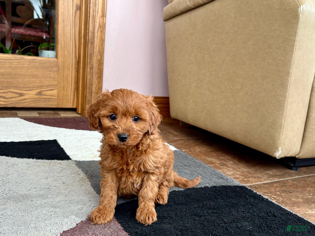 Cavapoo dogs for sale: Cavapoo male Puppy 3 - Ad 4