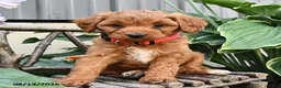 Cavapoo dogs for sale: Rover  - Ad 3