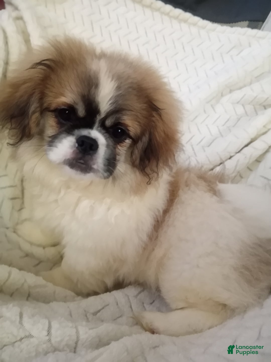 Pekingese dogs for sale: Tao - Ad 2