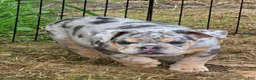 English Bulldog dogs for sale: Tinsel the lilac merle  - Ad 3