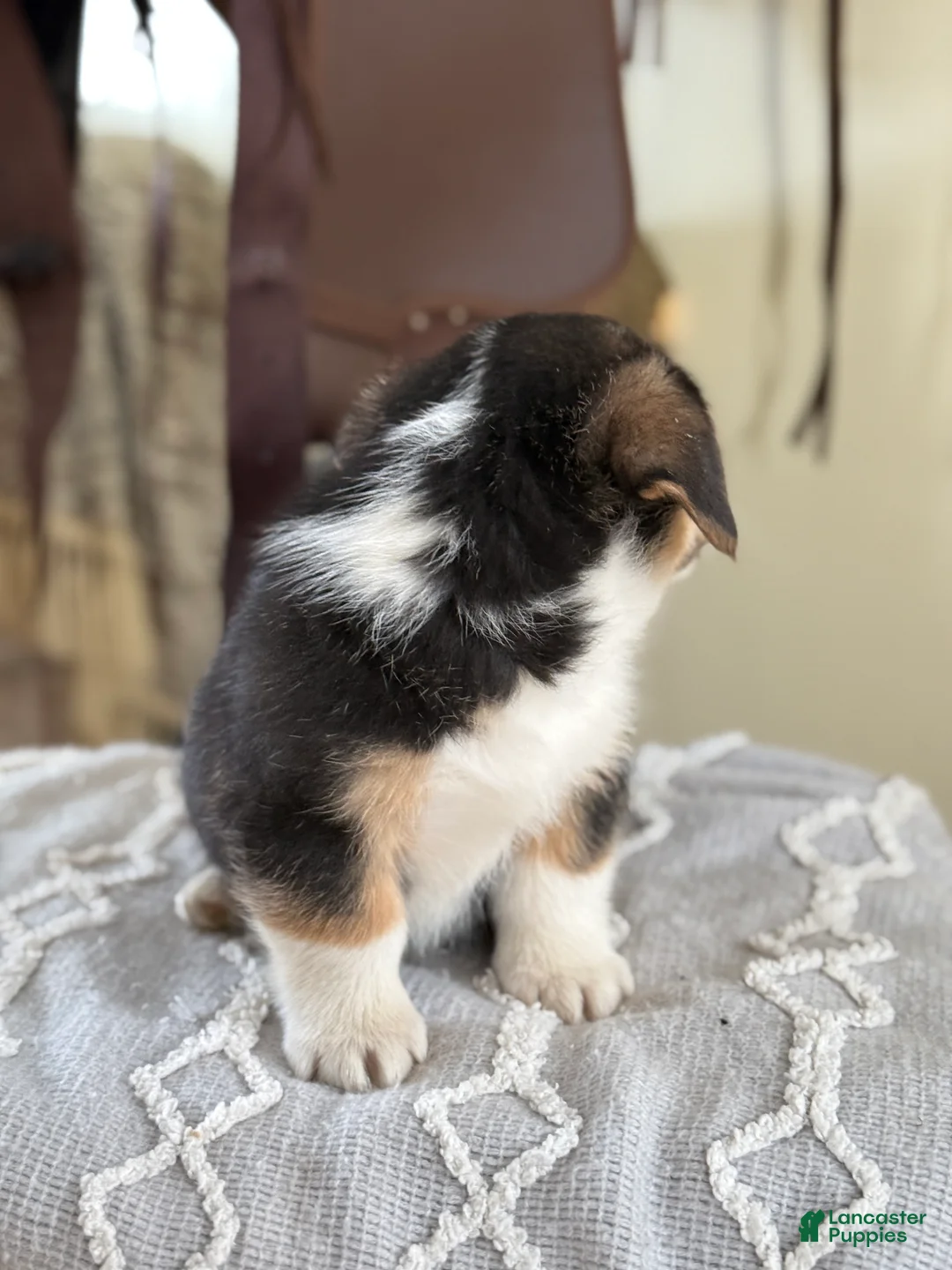 Welsh Corgi Pembroke dogs for sale: Forrest - Ad 5