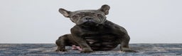 French Bulldog dogs for sale: Cami - Ad 10