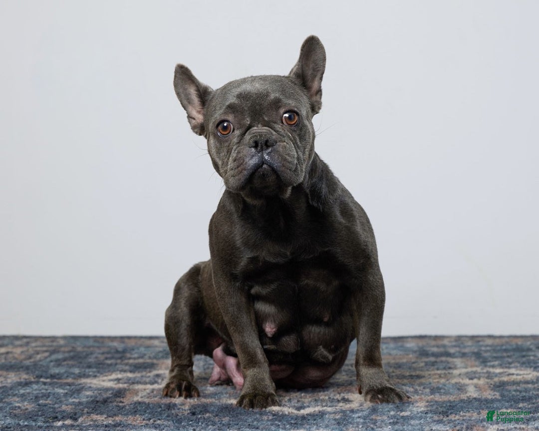 French Bulldog dogs for sale: Cami - Ad 10