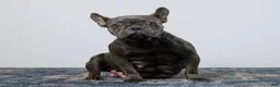 French Bulldog dogs for sale: Cora - Ad 9