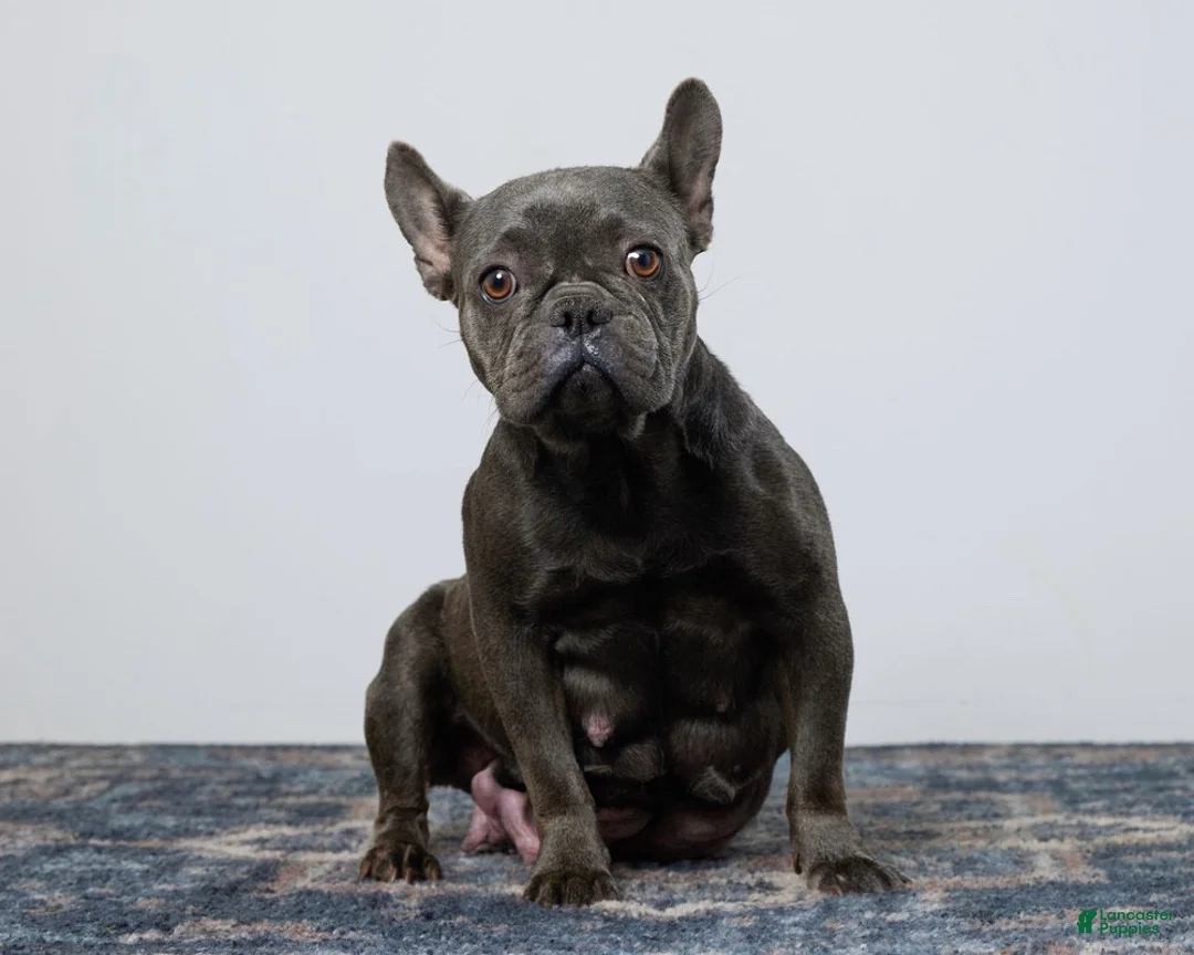 French Bulldog dogs for sale: Cora - Ad 9