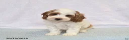 Cavapoo dogs for sale: Peaches - Ad 4