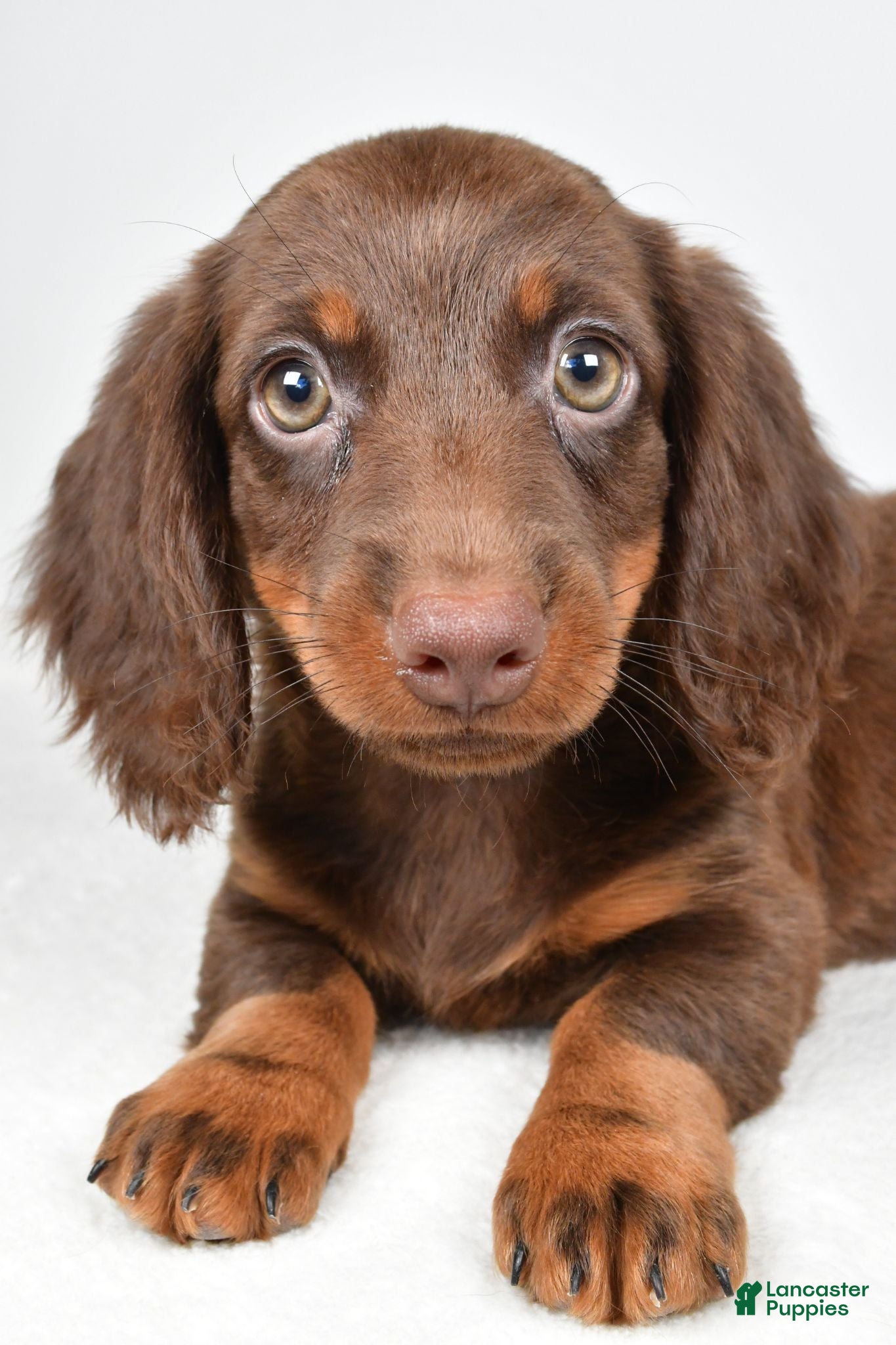 Dachshund dogs Romeo - Ad 1