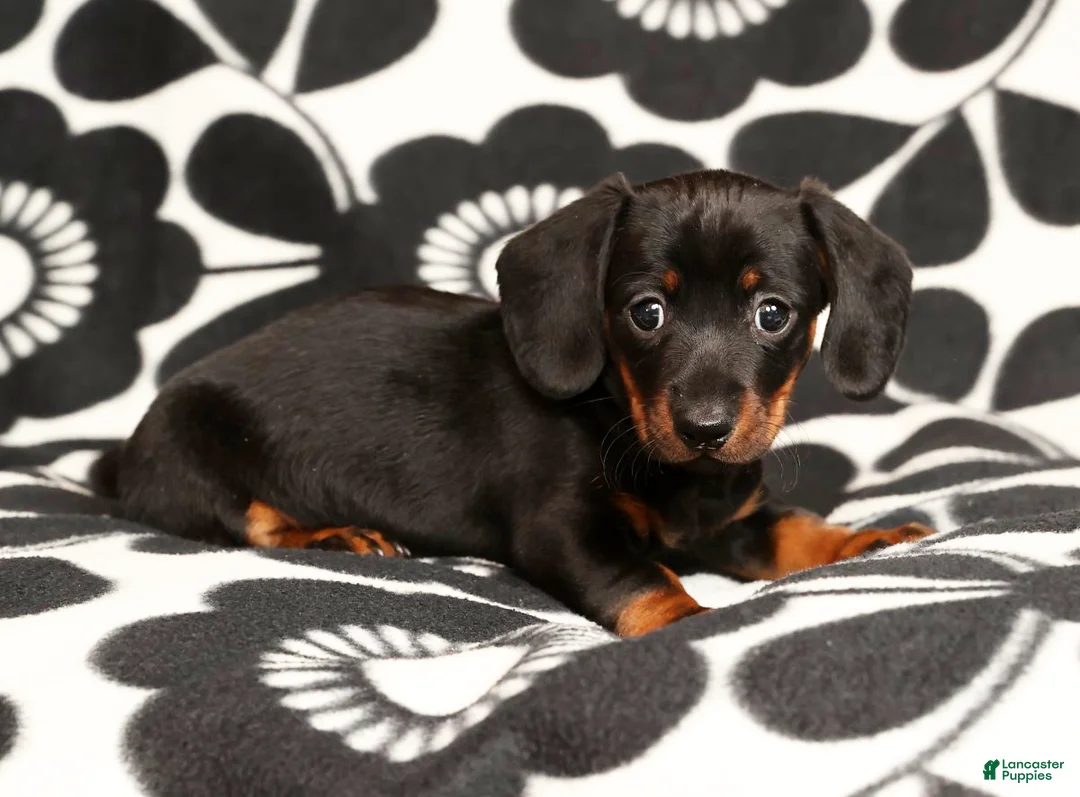 Miniature Dachshund dogs for sale: Roger - Ad 4