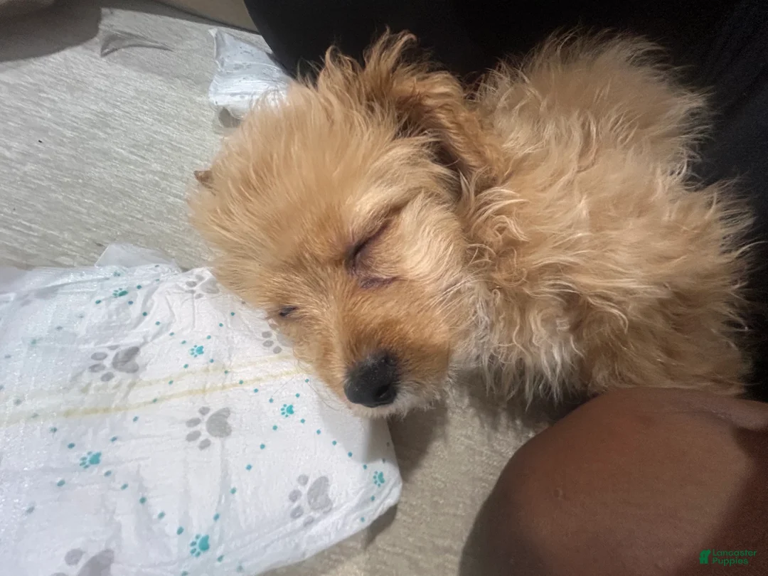 Maltipoo dogs for sale: Teddy - Ad 5