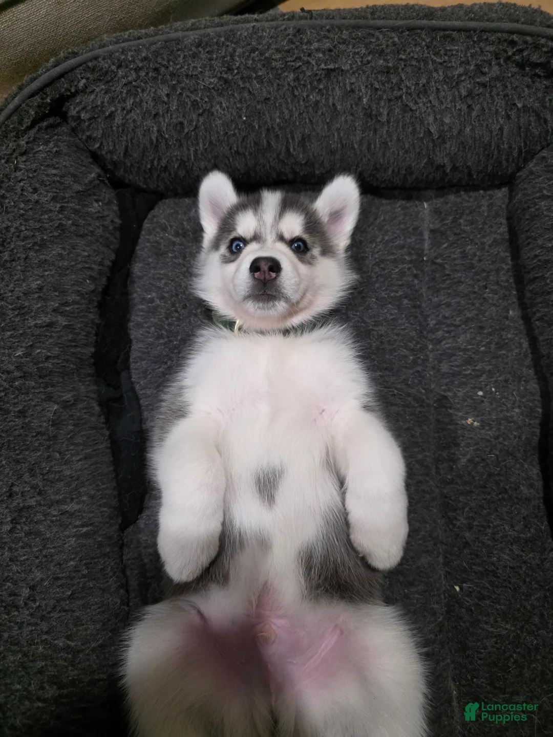 Siberian Husky dogs for sale: Siberian Husky Puppy 7 - Ad 1