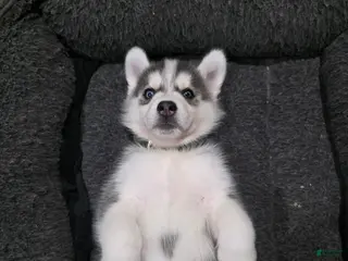 Siberian Husky dogs Siberian Husky Puppy 7 - Ad 28