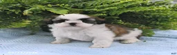 Shih Tzu dogs for sale: Tilly - Ad 4