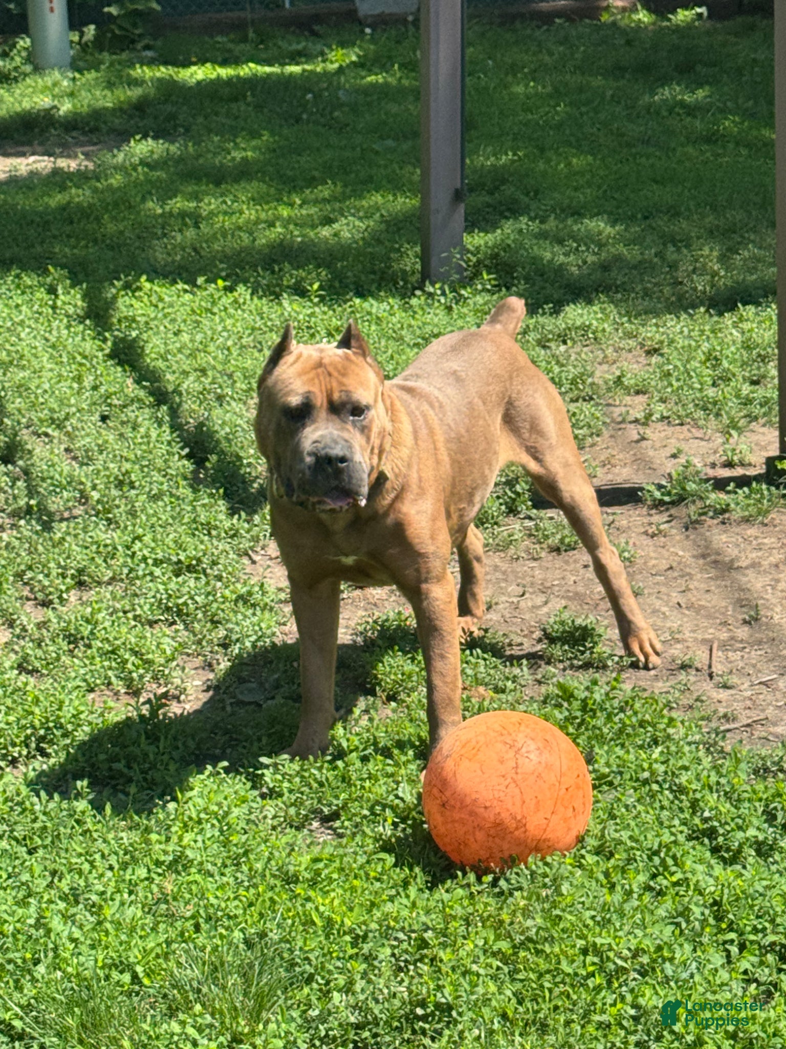 Cane Corso dogs CEASAR - Ad 3