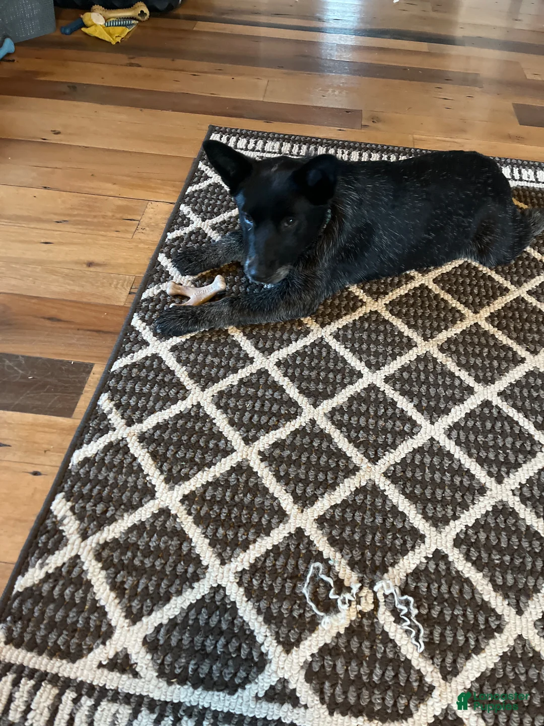 Australian Cattle Dog dogs for sale: Australian Cattle Dog Puppy 1 - Ad 3