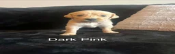 Golden Retriever dogs for sale: Dark pink 💕 - Ad 1