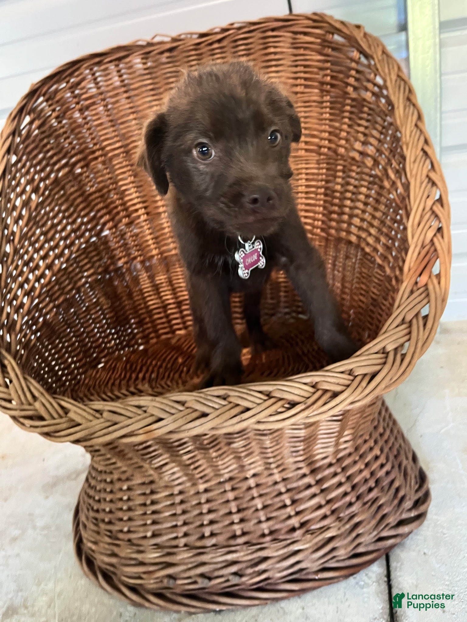 Chipoo dogs Chloe - Ad 2